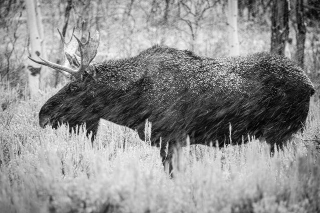 A bull moose standing in a sagebrush field under snowfall. His fur is covered in snow.