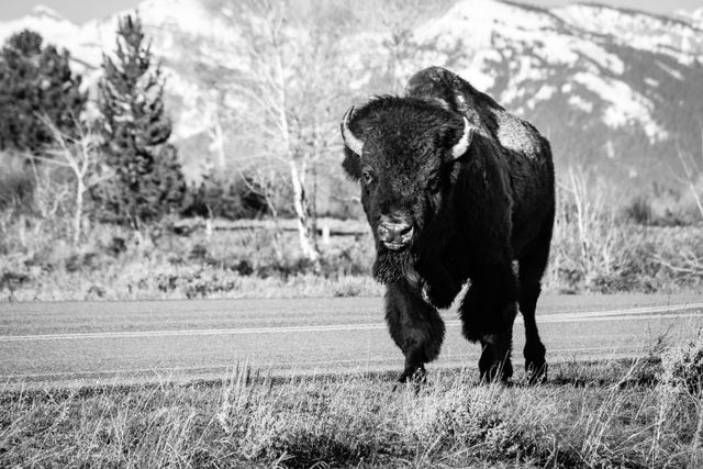 A bison bull walking along the side of a road.