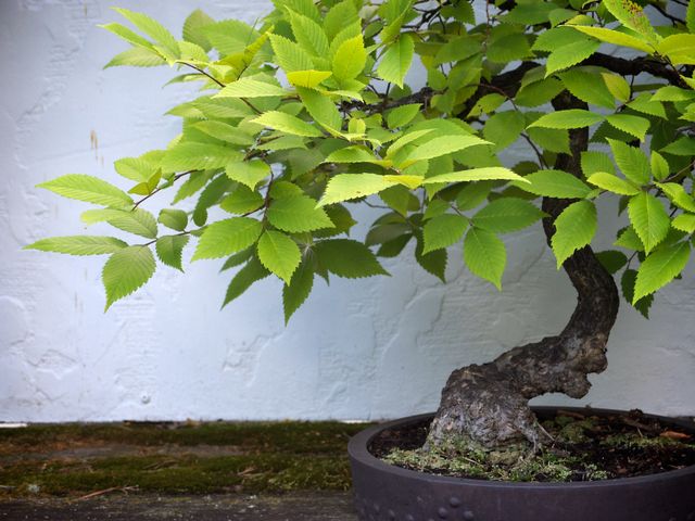 Bonsai, at Phipps Conservatory & Botanical Gardens, in Pittsburgh, PA.