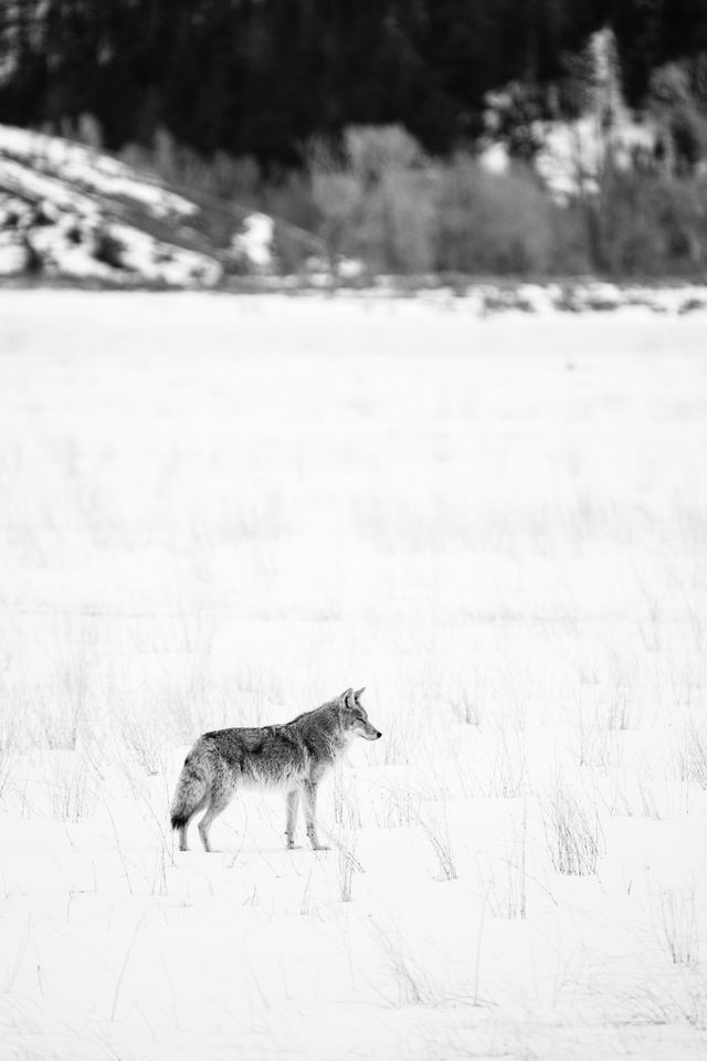 A coyote in a snow-covered field near Kelly, Wyoming.