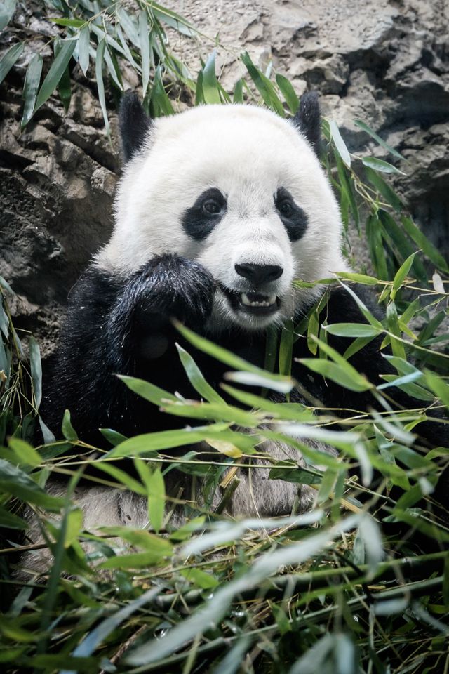 Bao Bao eating bamboo at the National Zoo in Washington, DC.