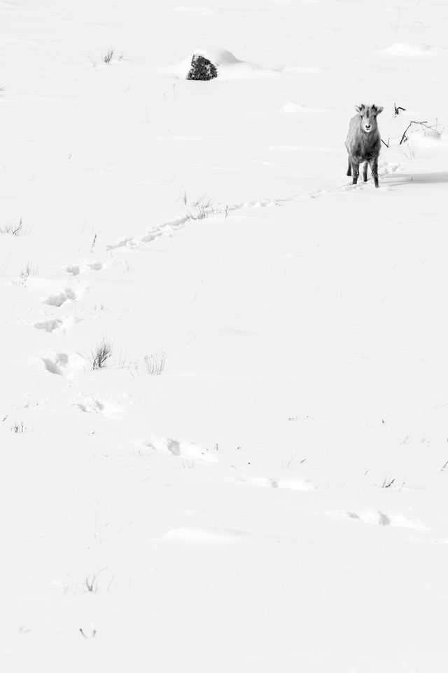 A bighorn lamb standing on a snow-covered hill, looking towards the camera, at the end of a curved trail of its footprints in the snow.