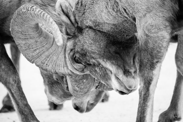 A close-up of two bighorn rams butting heads.