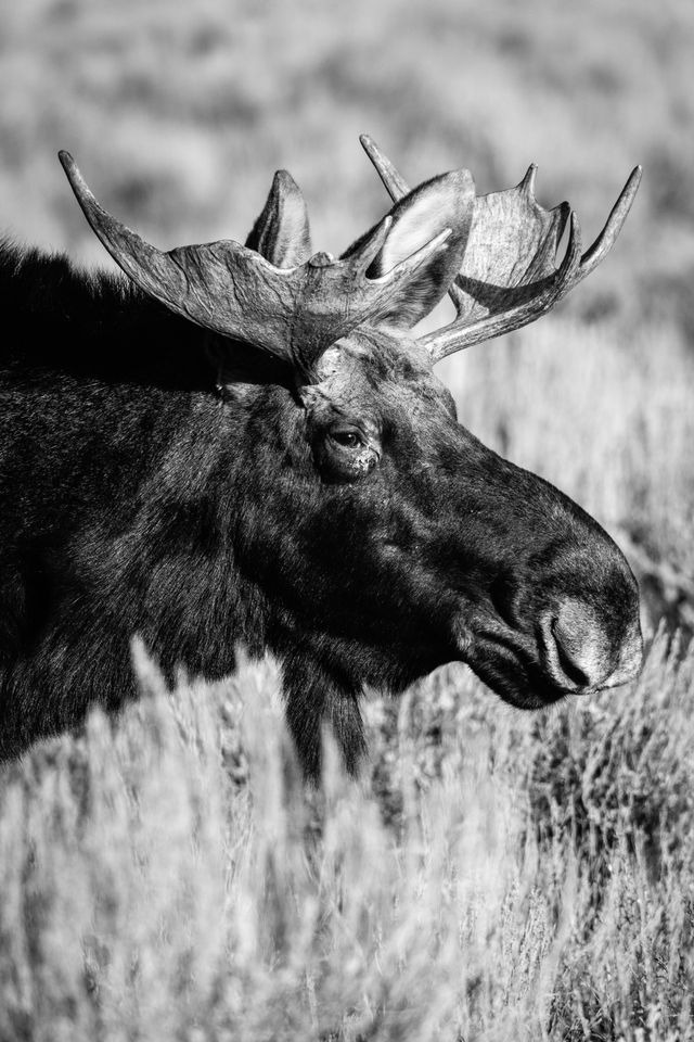 A portrait of a bull moose with small antlers, sunlit, looking towards the right of the frame.