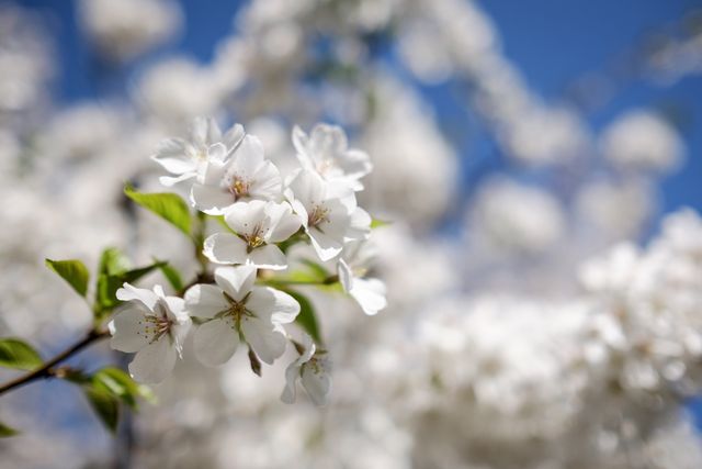 Cherry blossoms at Lower Senate Park, Washington, DC.