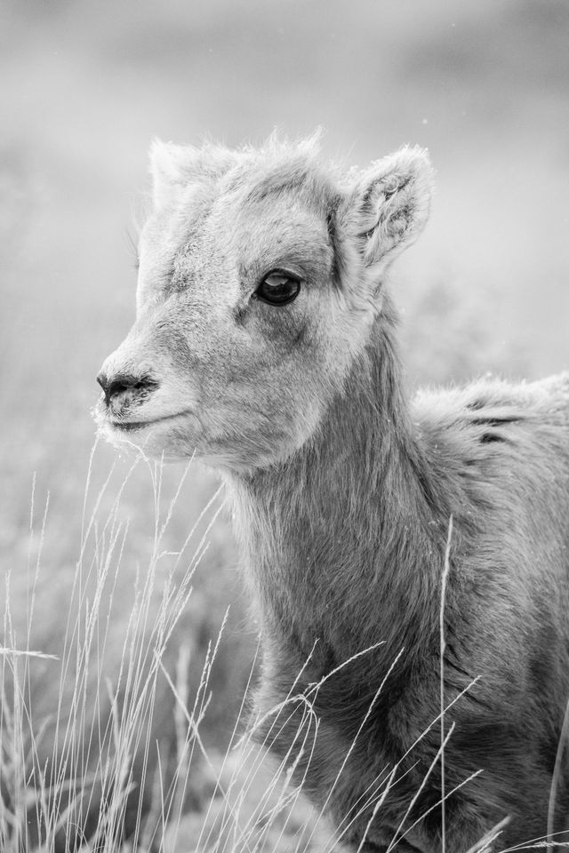 A portrait of a young bighorn ewe.