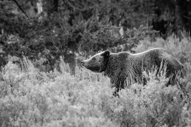 A grizzly sow standing in a field of sagebrush.