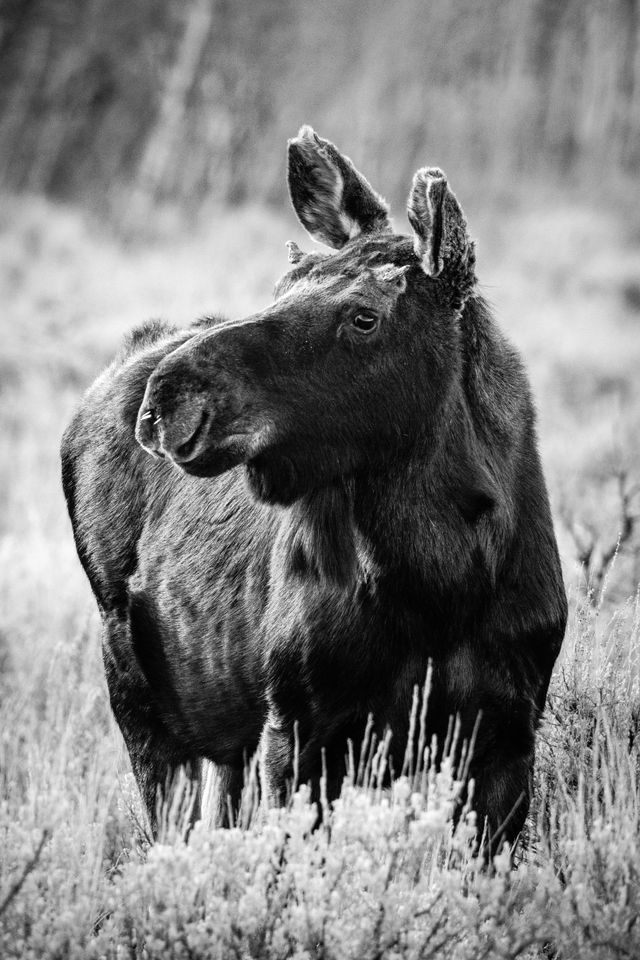 A young bull moose with very little antlers, standing in sagebrush, looking towards the left of the frame. He has four porcupine quills stuck on his nose.