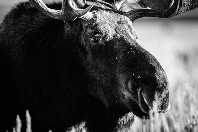 A close-up portrait of a bull moose with huge antlers, standing in a field of sagebrush. He has bits and pieces of sagebrush on his snout.