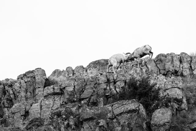 Two bighorn sheep butting heads on a rocky cliff at the National Elk Refuge.