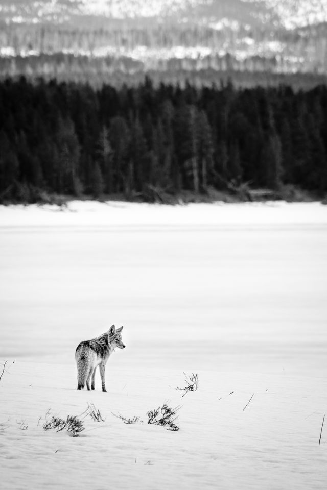 A coyote standing in the snow, with the frozen shore of Yellowstone Lake seen in the background.