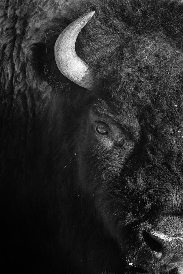 A head-on close-up portrait of a bison.