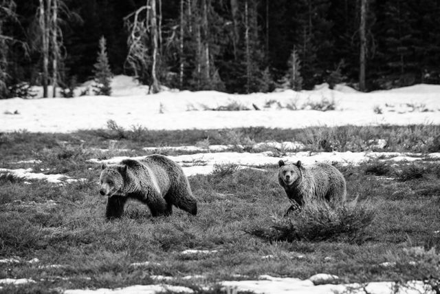 Blondie and one of her cubs walking in an open field at Grand Teton National Park.