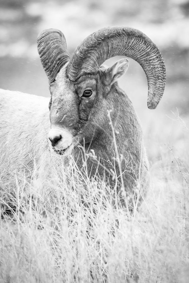 A portrait of a bighorn ram eating grasses on the side of the road in snowfall.