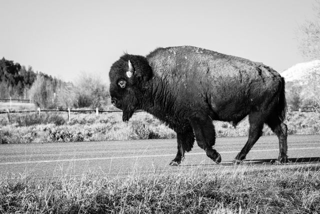 A bison bull crossing a road.