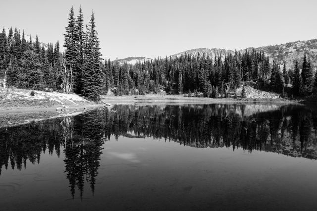 Trees reflected in the surface of Shadow Lake in Mount Rainier National Park.