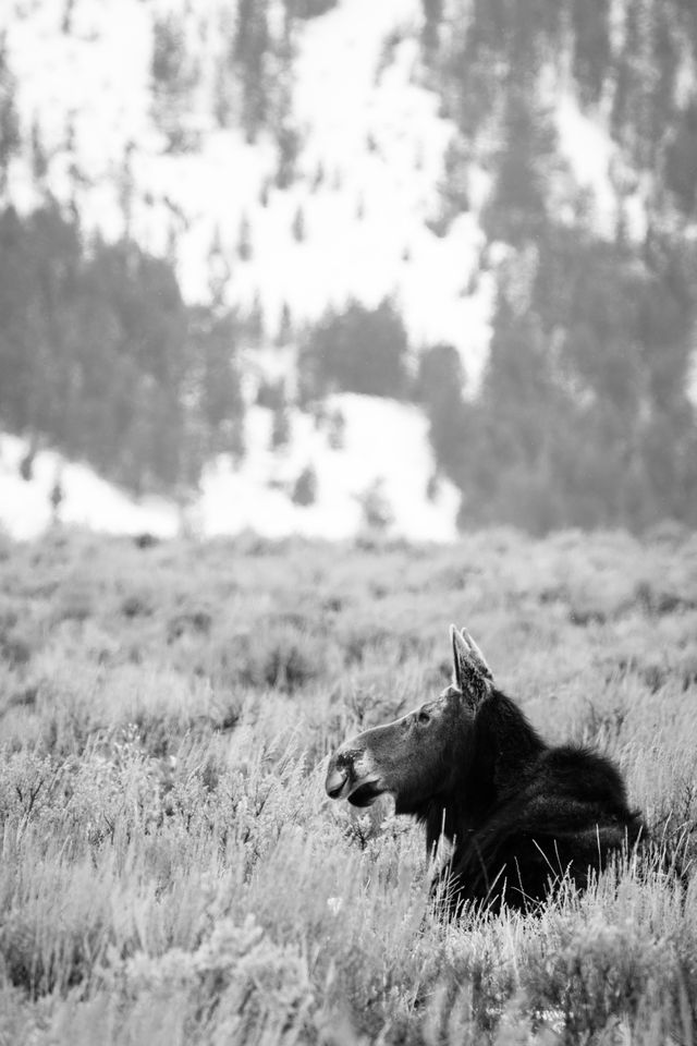 A moose sitting in the brush by the Gros Ventre Road near Kelly.