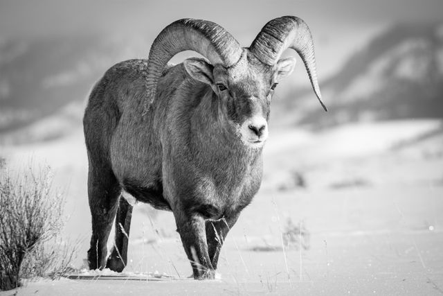 A bighorn ram walking in the snow. A bare bush and a few blades of grass are visible in the snow. He has some snow around his mouth.