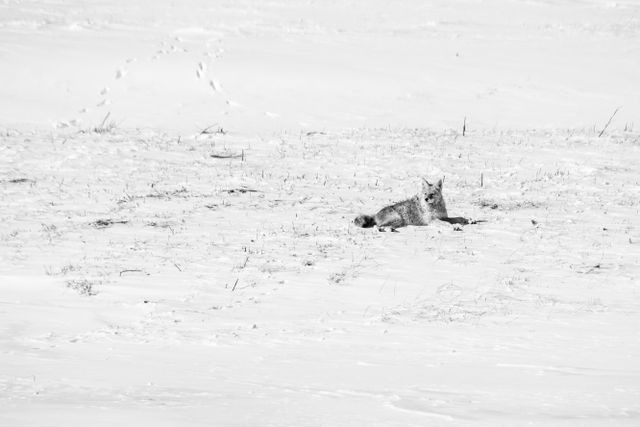 A coyote lying down in the snow at the National Elk Refuge.