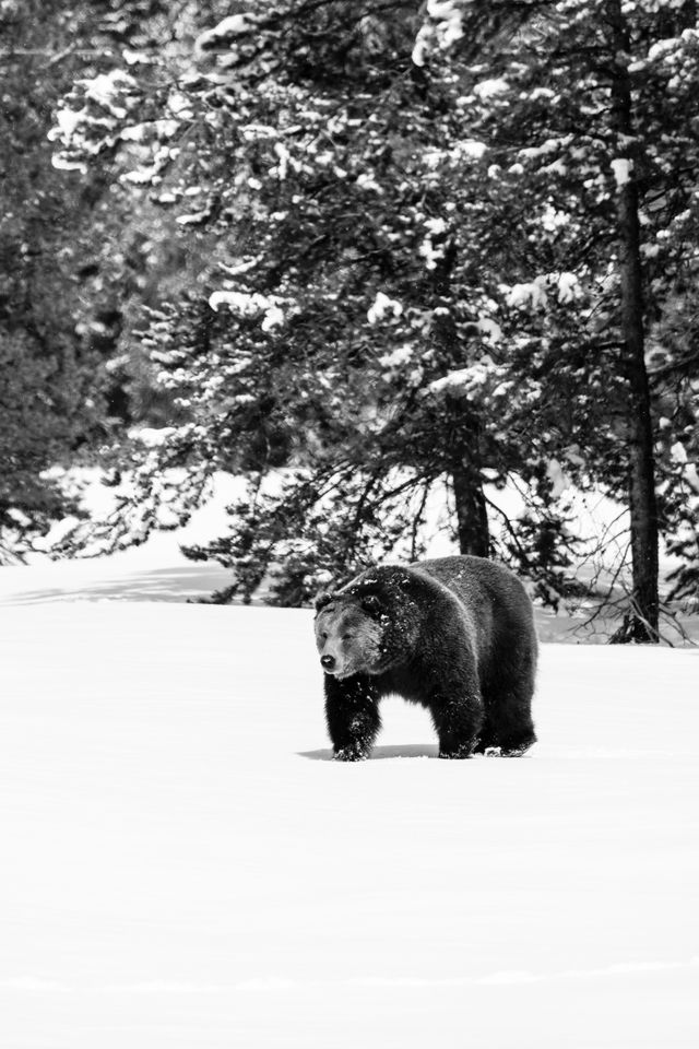 A male grizzly bear going on a stroll in the snow, near the woods.