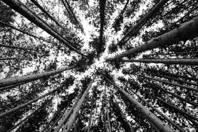 Looking up at pine trees near Narada Lake.