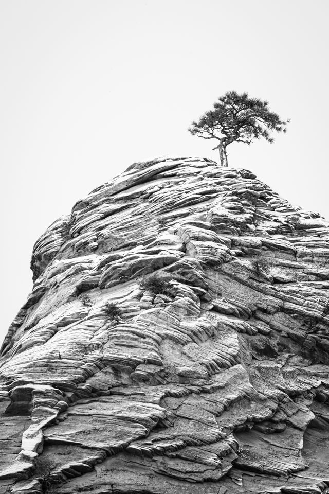 A small pinyon pine tree growing on a snow-covered sandstone hoodoo.