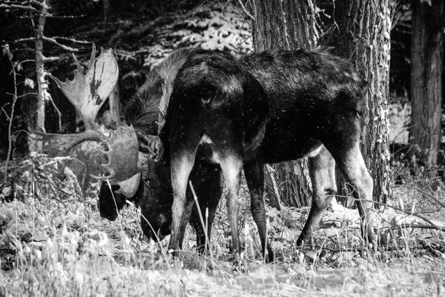 Two large bull moose sparring in the woods.