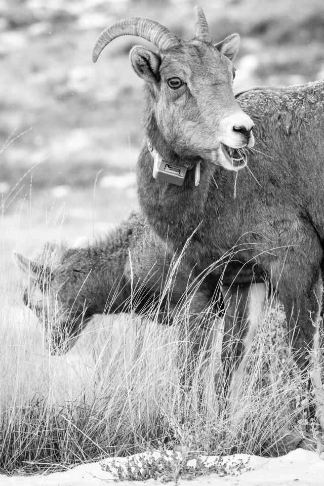 A bighorn ewe wearing a tracking collar chewing on some grasses. Behind her, a young lamb.