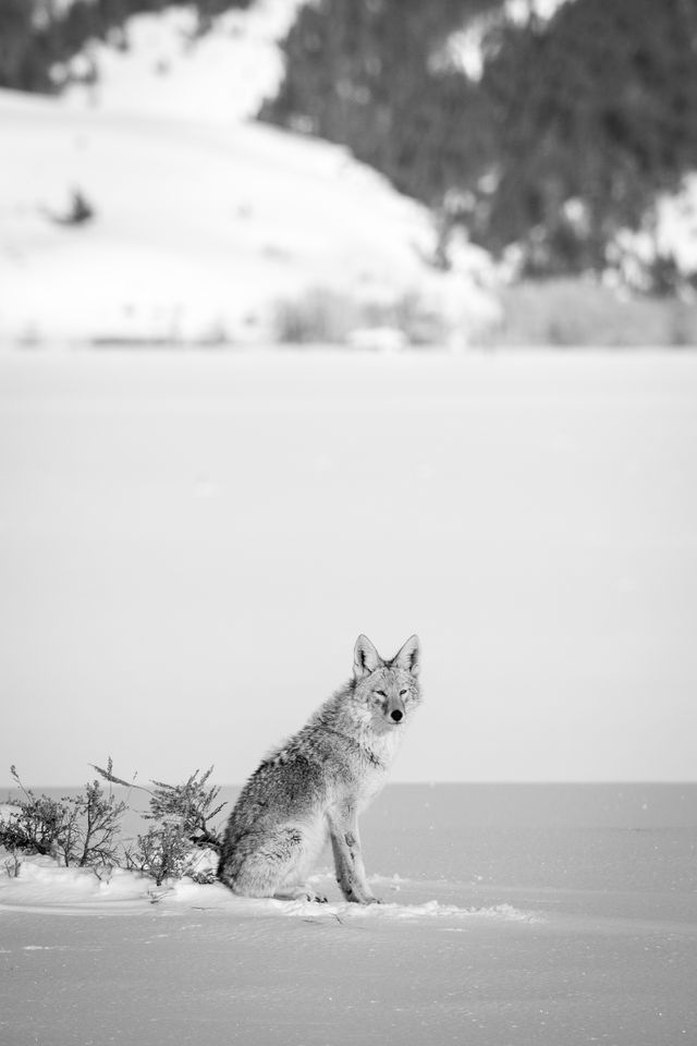 A coyote sitting on the snow next to some brush at Antelope Flats, looking at the camera.