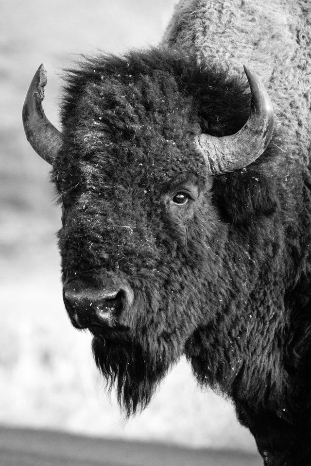 Close-up portrait of a bison bull.