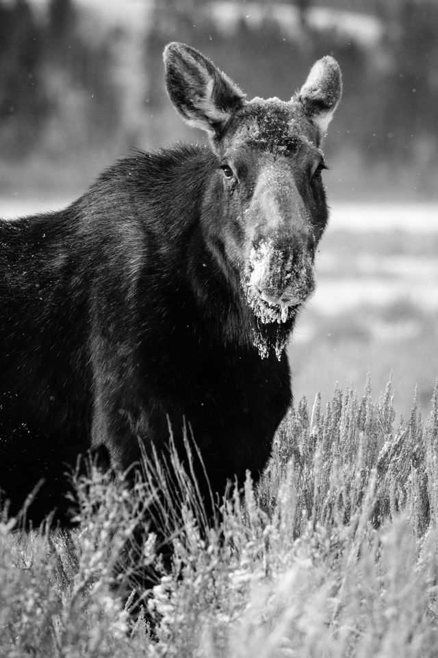 A cow moose standing among the sagebrush, looking towards the camera. Her muzzle is covered in snow.