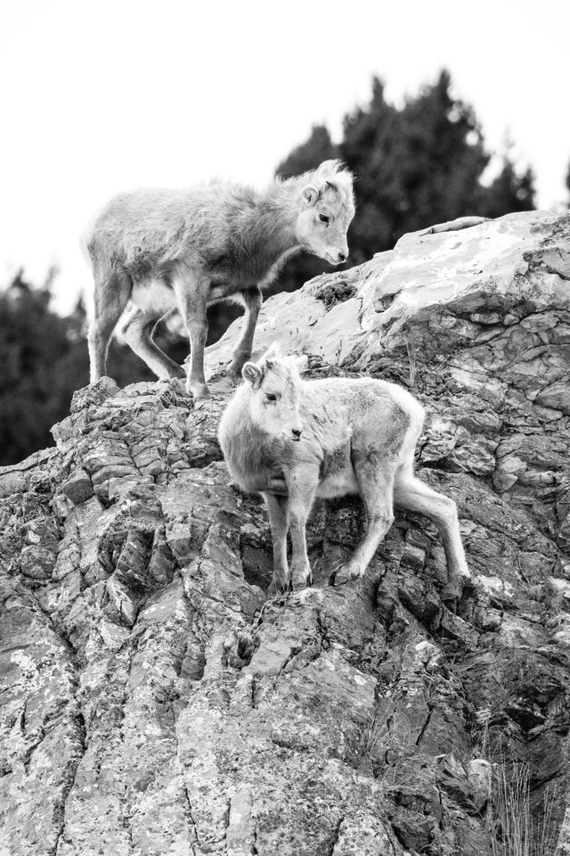 Two bighorn lambs climbing on a rock face at the National Elk Refuge.