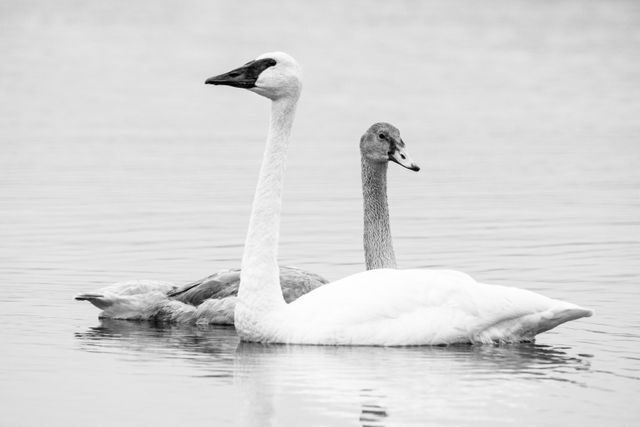 Two trumpeter swan swimming on Glen Lake. The one in the background is a gray-colored juvenile.