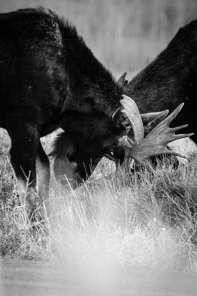 Two bull moose sparring on the side of the road, their antlers locked.