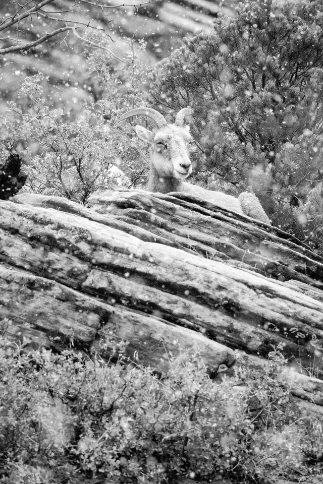 A desert bighorn sheep, resting on a rock in snowfall.