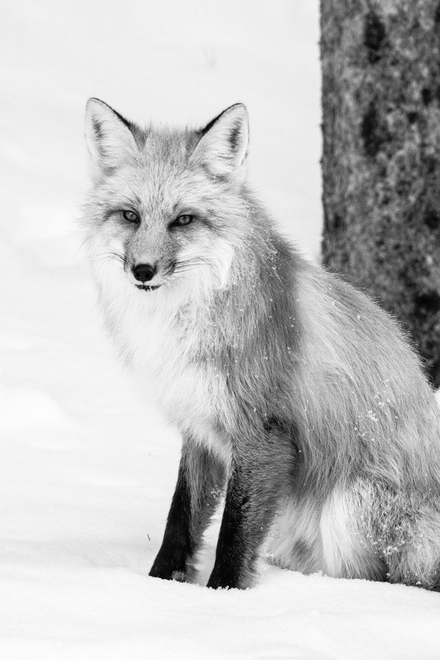 A red fox sitting in the snow next to a tree, looking towards the camera.