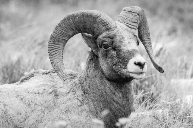 A bighorn ram resting comfortably in a field.