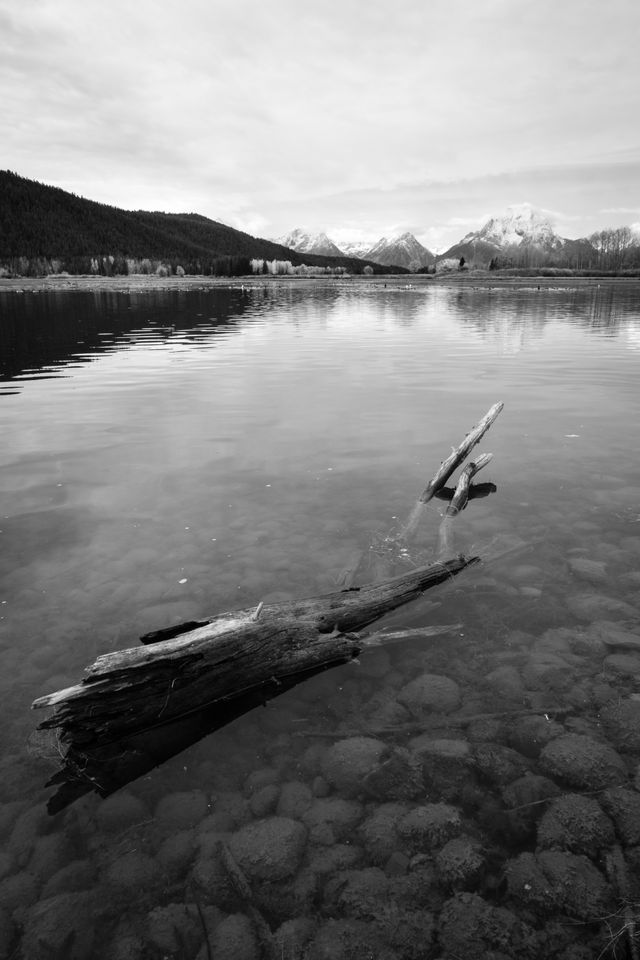 A log in the water at Oxbow Bend, Grand Teton National Park.