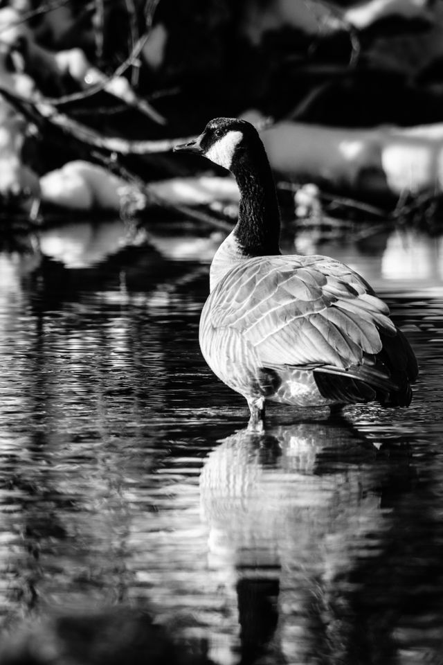 A goose, standing in a shallow stream, reflected in the water.