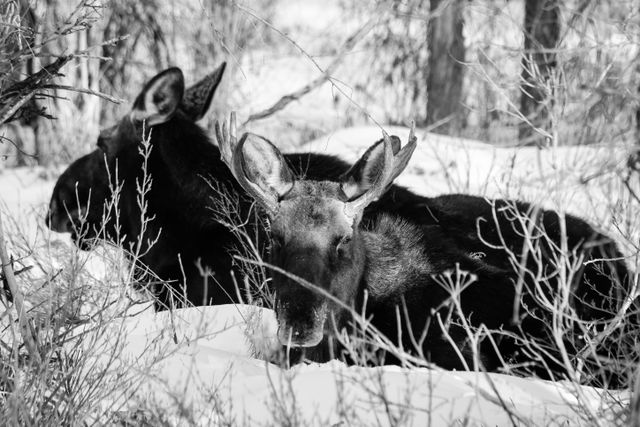 A cow moose and a bull moose bedded down in the snow. The bull is looking towards the camera.