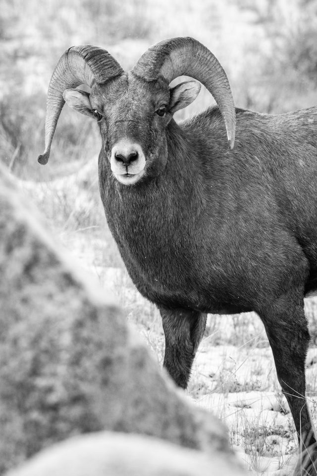 A bighorn ram standing behind a rock.