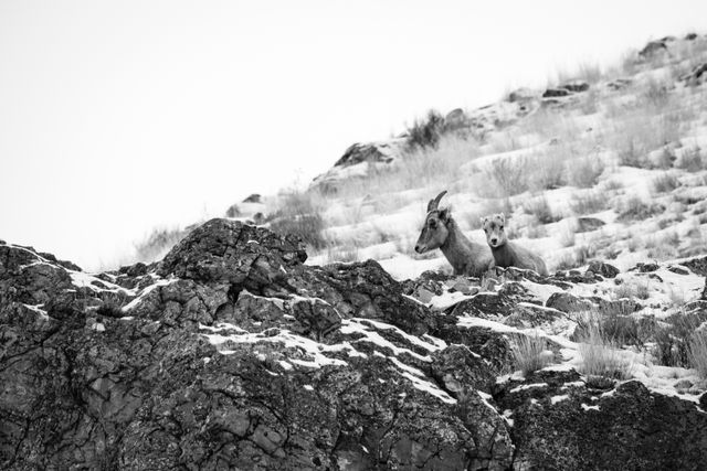 A bighorn sheep ewe with a lamb, resting at the top of a rock at Millers Butte, in the National Elk Refuge.