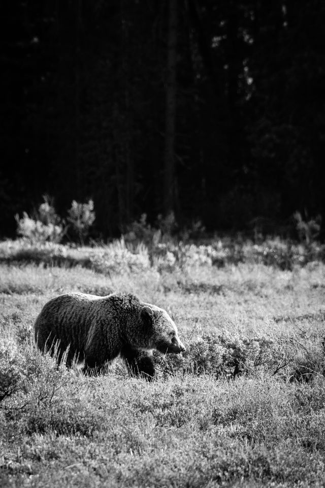 A grizzly bear walking through a field of sagebrush.