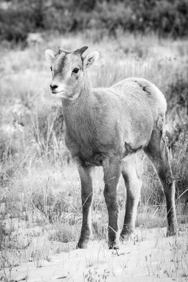 A bighorn lamb standing in the snow.