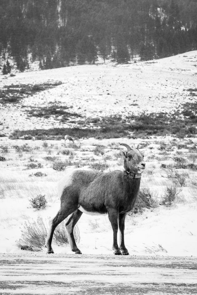 A bighorn ewe standing on a snow-covered dirt road, during a snowfall. She's wearing a radio tracking collar with the number 13 written on it.