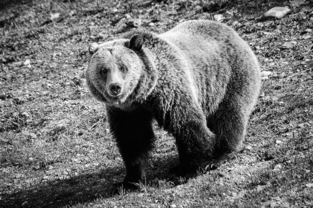 A grizzly, standing on a slope, looking directly at the camera.