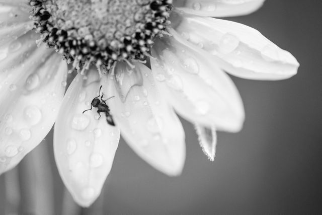 A macro photograph of a sunflower, covered in water drops, with an ant on one of the petals.