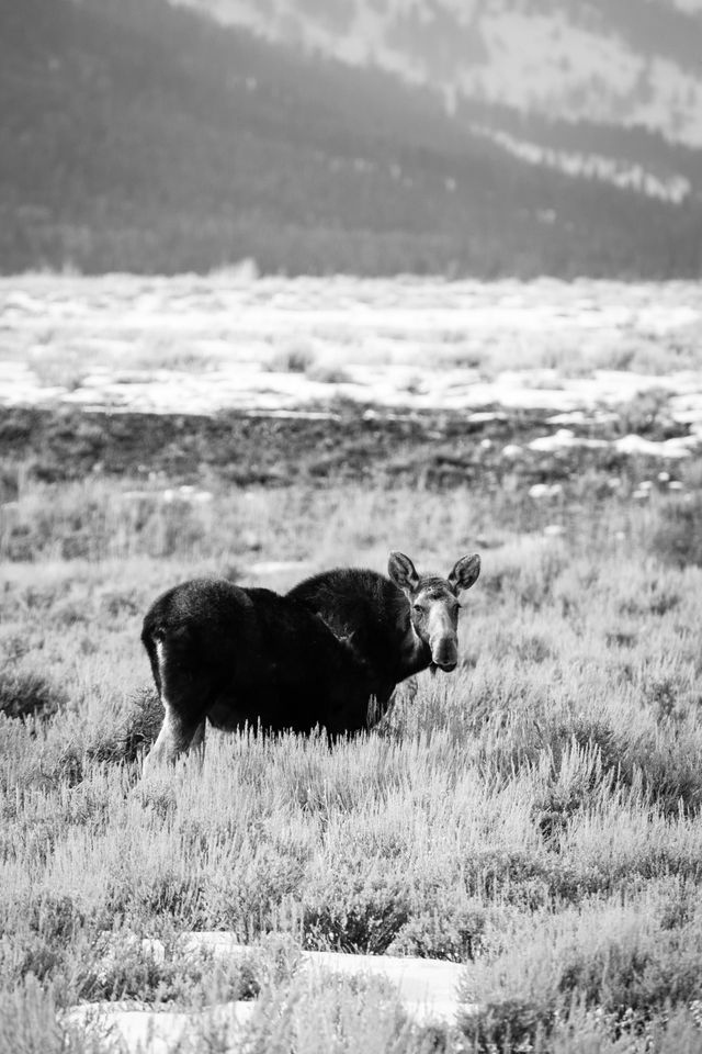 A moose, staring at the camera, near the Gros Ventre Junction.