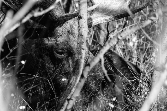 A bull moose bedded down in grass, seen through out-of-focus branches.