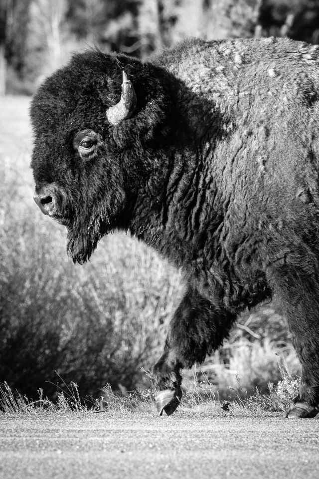 A close-up portrait of a bison bull walking along the side of a road.